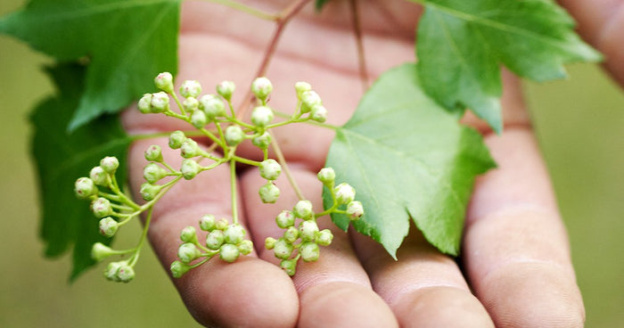 Herbs and Supplements for Men's Health and Well-Being