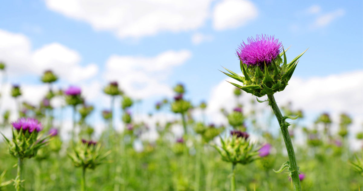 Potential Health Benefits of Milk Thistle